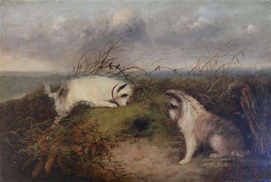 George Armfield (1808-1893) Terriers rabbiting signed, 16 x 24in., unframed